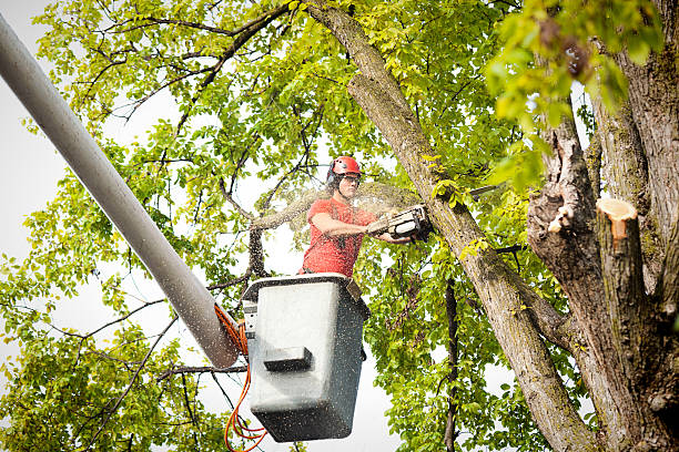 How Our Tree Care Process Works  in  Brownsville, KY